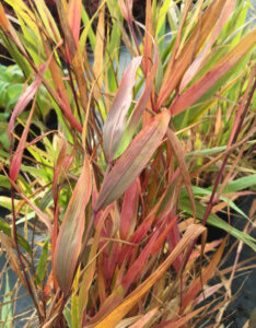 Hakonechloa macra Beni-Kaze - Herbe du Japon - feuillage automnal