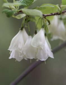 Halesia carolina - Arbre aux cloches d'argent - Fleurs