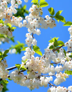 Halesia carolina - Arbre aux cloches d'argent - fleurs et feuillage