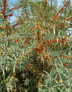 Hippophae rhamnoides - Argousier - vue d'ensemble