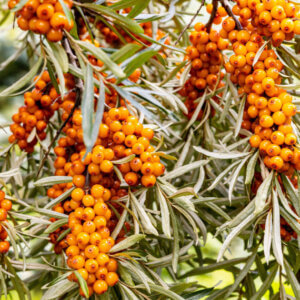 Hippophae rhamnoides - Argousier - fructification