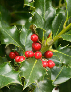 Ilex aquifolium - Houx commun - fructification
