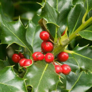 Ilex aquifolium - Houx commun - fructification