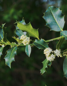 Ilex aquifolium - Houx commun - fleurs et feuilage