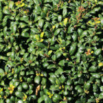 Ilex crenata Green Hedge - Houx crénelé - feuillage