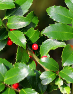 Ilex meserveae Blue Maid - Houx Américain - feuillage