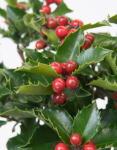 Ilex meserveae Blue Maid - Houx Américain - feuillage et fructification