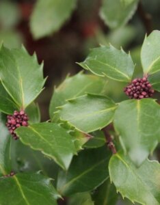 Ilex meserveae Blue Prince - Houx Américain - boutons de fleurs