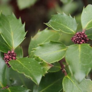 Ilex meserveae Blue Prince - Houx Américain - boutons de fleurs