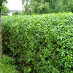 Ligustrum ovalifolium - Troène de Californie - vue d'ensemble