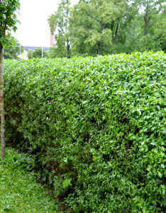 Ligustrum ovalifolium - Troène de Californie - vue d'ensemble