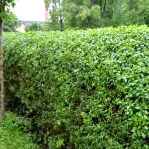 Ligustrum ovalifolium - Troène de Californie - vue d'ensemble