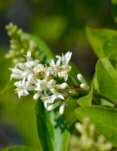 Ligustrum ovalifolium - Troène de Californie - inflorescence