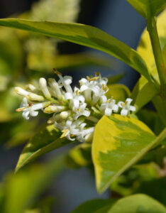 Ligustrum ovalifolium Aureum- Troène de Californie doré - inflorescence