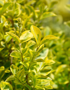 Ligustrum ovalifolium Aureum- Troène de Californie doré - feuillage