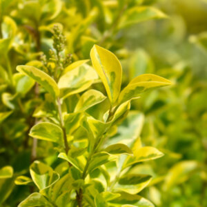 Ligustrum ovalifolium Aureum- Troène de Californie doré - feuillage