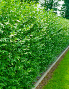 Ligustrum vulgare Atrovirens - Troène commun - vue d'ensemble