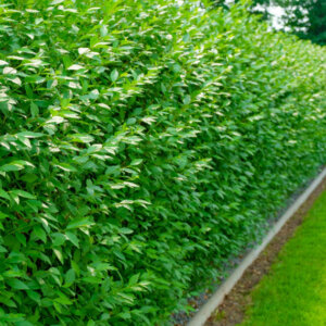 Ligustrum vulgare Atrovirens - Troène commun - vue d'ensemble