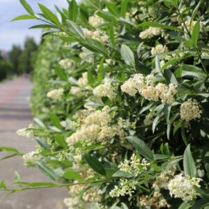 Ligustrum vulgare - Troène commun - vue d'ensemble