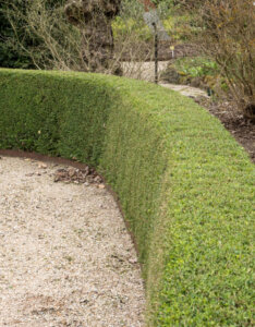 Lonicera nitida Elegant - Chèvrefeuille à feuilles de buis - vue d'ensemble