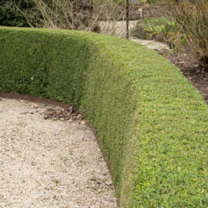 Lonicera nitida Elegant - Chèvrefeuille à feuilles de buis - vue d'ensemble