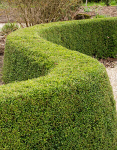 Lonicera nitida Elegant - Chèvrefeuille à feuilles de buis - vue d'ensemble