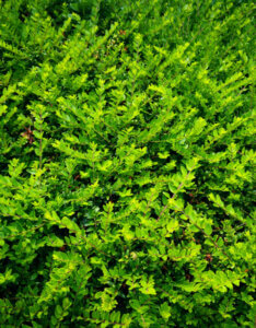 Lonicera nitida Maigrün - Chèvrefeuille à feuilles de buis - vue d'ensemble