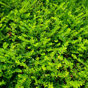 Lonicera nitida Maigrün - Chèvrefeuille à feuilles de buis - vue d'ensemble
