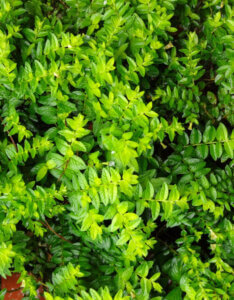 Lonicera nitida Maigrün - Chèvrefeuille à feuilles de buis - feuillage