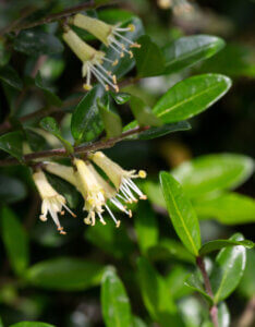 Lonicera pileata - Chèvrefeuille à cupule - fleurs