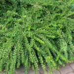 Lonicera pileata - Chèvrefeuille à cupule - vue d'ensemble