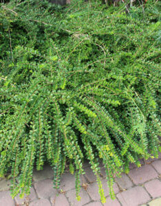 Lonicera pileata - Chèvrefeuille à cupule - vue d'ensemble