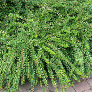 Lonicera pileata - Chèvrefeuille à cupule - vue d'ensemble