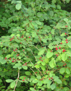 Lonicera xylosteum - Chèvrefeuille des haies - vue d'ensemble