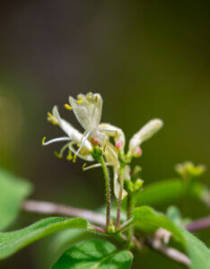 Lonicera xylosteum - Chèvrefeuille des haies - fleurs