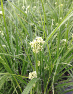 Luzula nivea - Luzule Blanche - Luzule nivale - feuillage