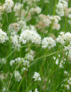 Luzula nivea - Luzule Blanche - Luzule nivale - fleurs