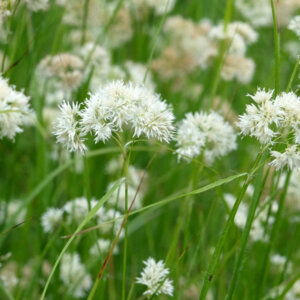 Luzula nivea - Luzule Blanche - Luzule nivale - fleurs