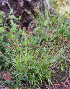 Luzula pilosa 'Igel' - Luzule printanière - Vue d'ensemble