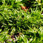 Luzula pilosa 'Igel' - Luzule printanière - feuillage