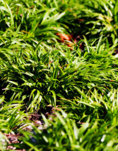 Luzula pilosa 'Igel' - Luzule printanière - feuillage