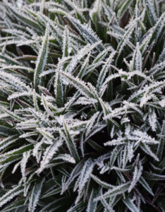 Luzula pilosa 'Igel' - Luzule printanière - feuillage gelé