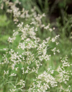 Luzula sylvatica - Luzule des bois - Inflorescences