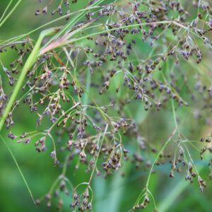 Luzula sylvatica - Luzule des bois - inflorescence