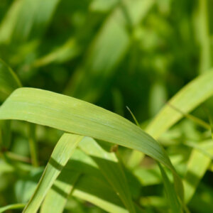 Melica altissima Atropurpurea - Mélique élevée - feuillage