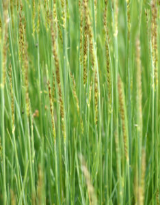 Melica ciliata - Mélique ciliée - feuillage et inflorescences
