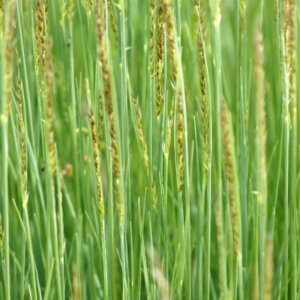 Melica ciliata - Mélique ciliée - feuillage et inflorescences