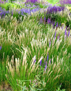 Melica ciliata - Mélique ciliée - vue d'ensemble