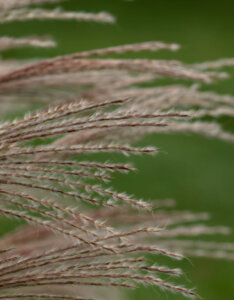 Miscanthus Adagio - Herbe à éléphant - Roseau de Chine - infloresences