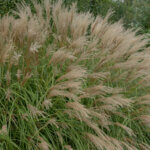 Miscanthus Adagio - Herbe à éléphant - Roseau de Chine - vue d'ensemble